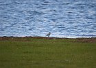 Krombekstrandloper (Curlew sandpiper) (Calidris ferruginea) - Ogii Nuur 14-08-2016